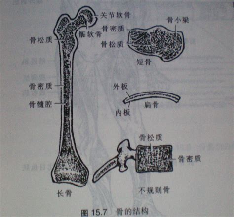 頭的骨頭|人體骨骼:組成,分類,功用,種類,特點,作用,成分,信息,骨。